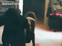 Emma enjoys having animals team fuck her.